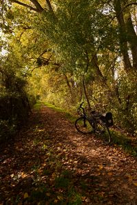 Preview wallpaper bike, trail, leaves, trees, autumn