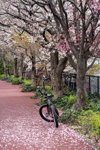Preview wallpaper bike, trail, petals, trees, spring