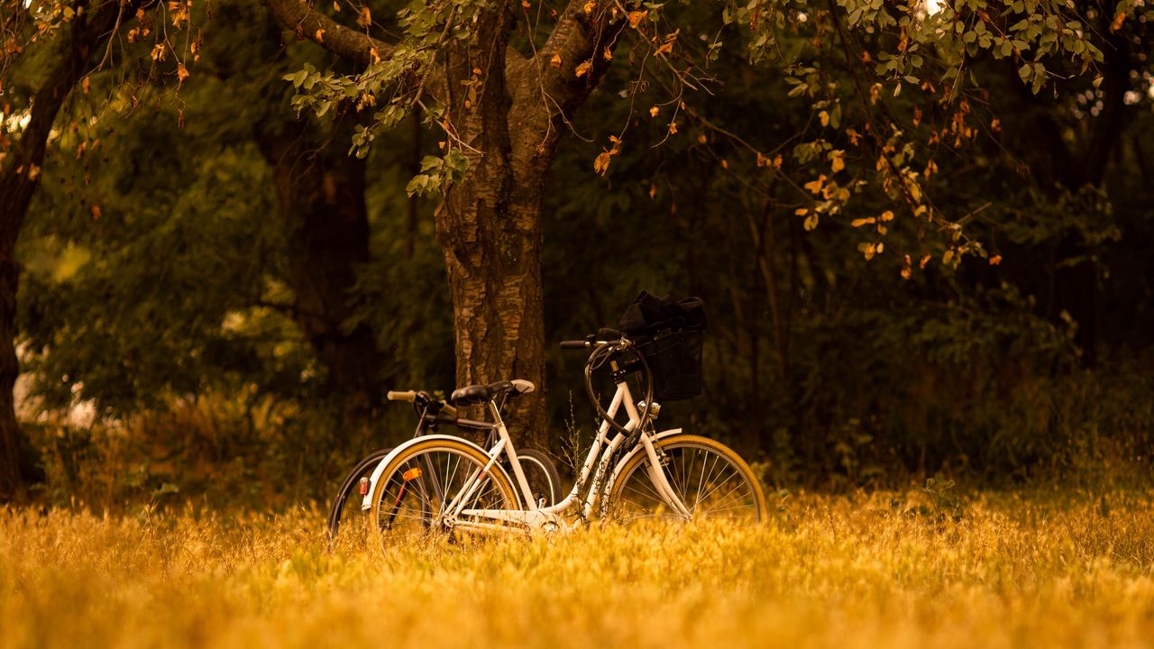 Wallpaper bike, transport, trees, forest