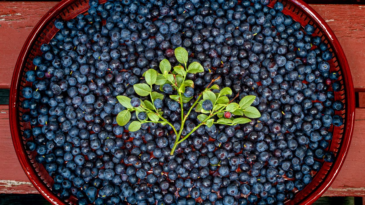 Wallpaper bilberries, berries, branch, leaves