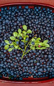 Preview wallpaper bilberries, berries, branch, leaves