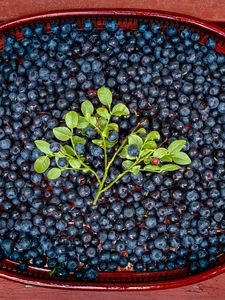Preview wallpaper bilberries, berries, branch, leaves