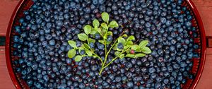 Preview wallpaper bilberries, berries, branch, leaves