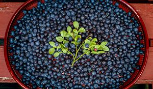 Preview wallpaper bilberries, berries, branch, leaves