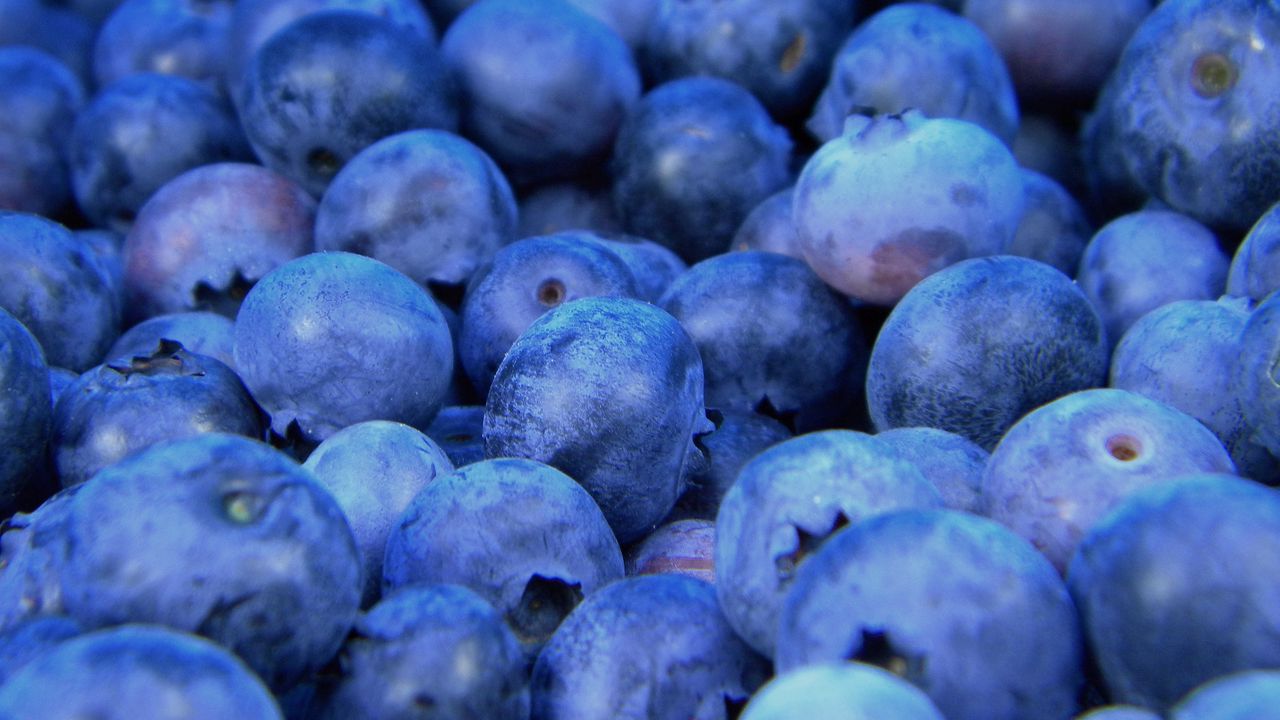 Wallpaper bilberry, blueberry, berries