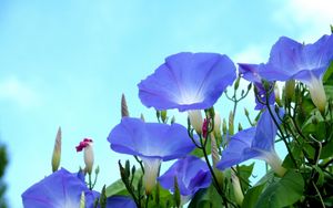 Preview wallpaper bindweed, flowers, blue, skies, green, buds