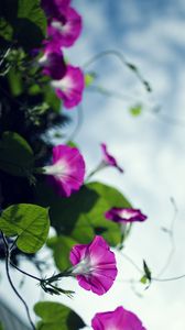 Preview wallpaper bindweed, flowers, petals, blur