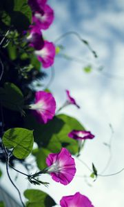 Preview wallpaper bindweed, flowers, petals, blur