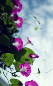 Preview wallpaper bindweed, flowers, petals, blur