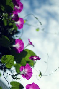 Preview wallpaper bindweed, flowers, petals, blur