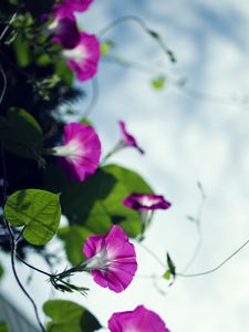 Preview wallpaper bindweed, flowers, petals, blur