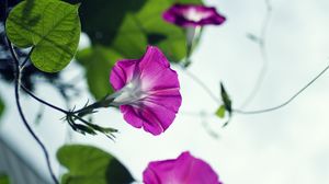 Preview wallpaper bindweed, flowers, petals, blur