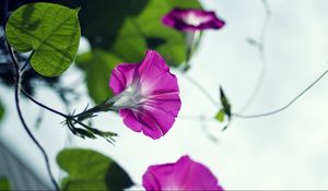 Preview wallpaper bindweed, flowers, petals, blur