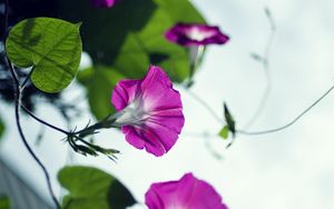 Preview wallpaper bindweed, flowers, petals, blur