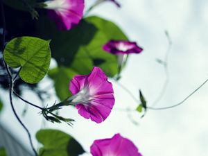 Preview wallpaper bindweed, flowers, petals, blur