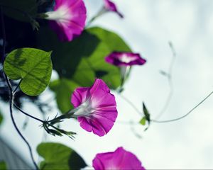 Preview wallpaper bindweed, flowers, petals, blur