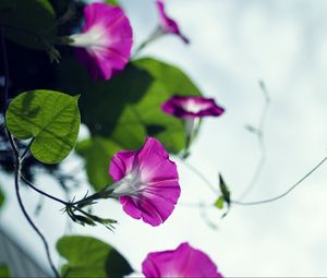 Preview wallpaper bindweed, flowers, petals, blur