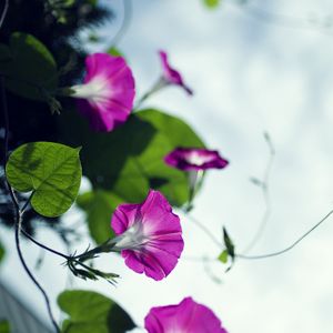 Preview wallpaper bindweed, flowers, petals, blur