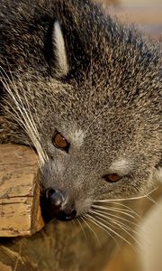 Preview wallpaper binturong, predator, muzzle, biting