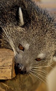 Preview wallpaper binturong, predator, muzzle, biting