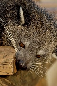 Preview wallpaper binturong, predator, muzzle, biting