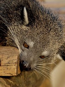 Preview wallpaper binturong, predator, muzzle, biting