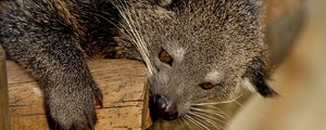 Preview wallpaper binturong, predator, muzzle, biting