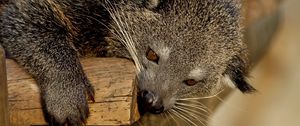 Preview wallpaper binturong, predator, muzzle, biting