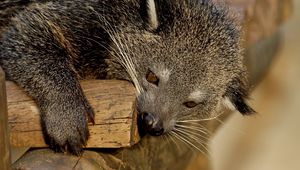 Preview wallpaper binturong, predator, muzzle, biting