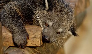 Preview wallpaper binturong, predator, muzzle, biting