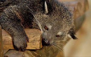 Preview wallpaper binturong, predator, muzzle, biting