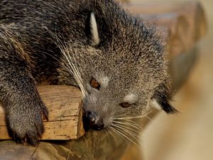 Preview wallpaper binturong, predator, muzzle, biting