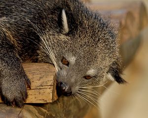 Preview wallpaper binturong, predator, muzzle, biting