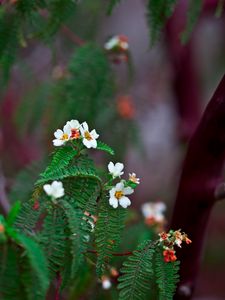 Preview wallpaper biophytum, flowers, petals, leaves, branch