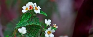 Preview wallpaper biophytum, flowers, petals, leaves, branch