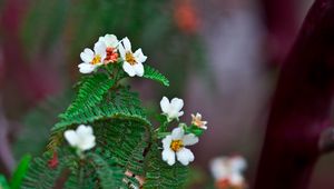 Preview wallpaper biophytum, flowers, petals, leaves, branch