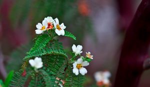 Preview wallpaper biophytum, flowers, petals, leaves, branch