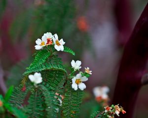 Preview wallpaper biophytum, flowers, petals, leaves, branch