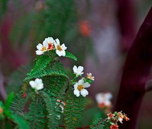 Preview wallpaper biophytum, flowers, petals, leaves, branch