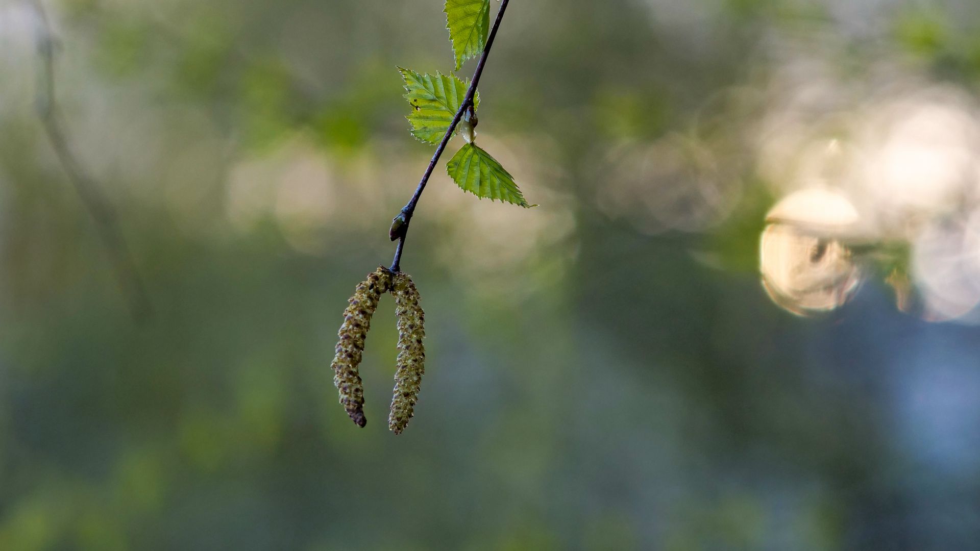 Download wallpaper 1920x1080 birch, branch, buds, macro, spring full hd