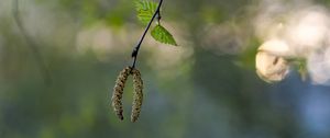 Preview wallpaper birch, branch, buds, macro, spring