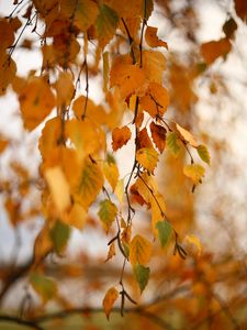 Preview wallpaper birch, branch, leaves, yellow, autumn