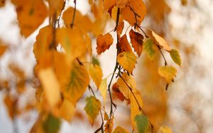 Preview wallpaper birch, branch, leaves, yellow, autumn