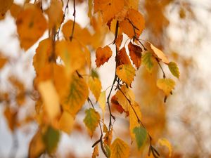 Preview wallpaper birch, branch, leaves, yellow, autumn