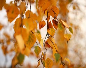 Preview wallpaper birch, branch, leaves, yellow, autumn