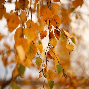 Preview wallpaper birch, branch, leaves, yellow, autumn