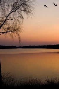 Preview wallpaper birch, branches, decline, coast, lake