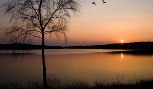 Preview wallpaper birch, branches, decline, coast, lake