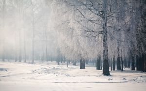 Preview wallpaper birch, branches, frost, fog, cold