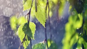 Preview wallpaper birch, branches, leaves, ear rings, rain